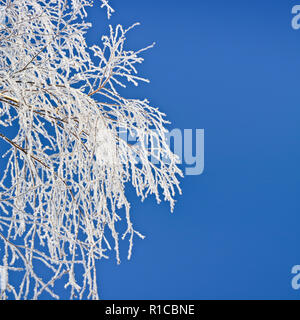 Smerigliato di ramoscelli di betulla contro un cielo blu Foto Stock