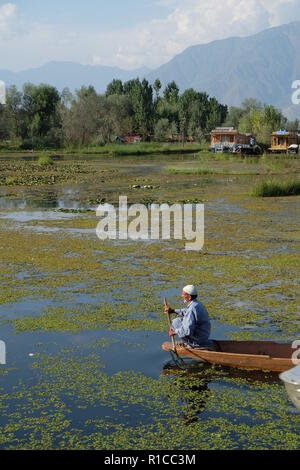 L'uomo canottaggio sul Lago Dal, Srinagar Kashmir Foto Stock