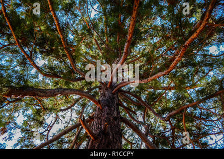 Albero di Sequoia catturato dal fondo in Herculane, Romania Foto Stock