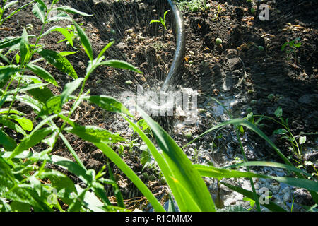 Impianto di irrigazione in giardino. Sprinkler Еhe annaffiato le piante in una giornata di sole. Foto Stock