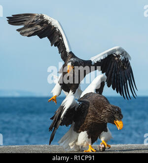 Aquile in lotta. Due Steller's sea eagle in lotta per la preda. Foto Stock