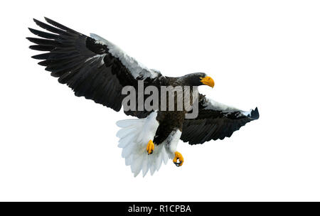 Adulto Steller il mare volo eaglein diffondere le sue ali. Nome scientifico: Haliaeetus pelagicus. Isolato su sfondo bianco. Foto Stock