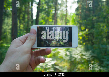 Il telefono in mano d'uomo le riprese della foresta. Fotografia del telefono Foto Stock