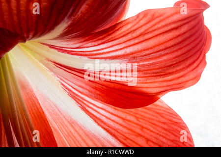 Rosso arancione di petali di fiori di close-up texture di sfondo Foto Stock