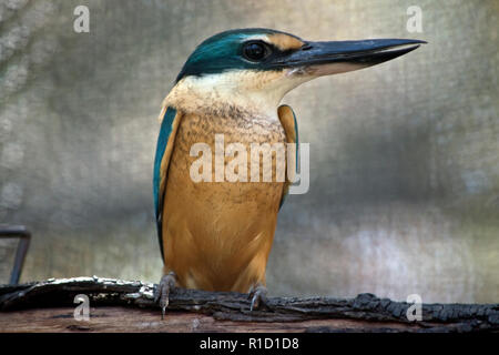 Si tratta di una chiusura di un re della foresta fisher appollaiato su legno Foto Stock