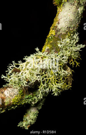 Il muschio di quercia, Evernia prunastri, che cresce su un ramo di quercia nella nuova foresta. Il muschio di quercia è un esempio di un lichenised fungi. I licheni sono molto sensibili ad un Foto Stock