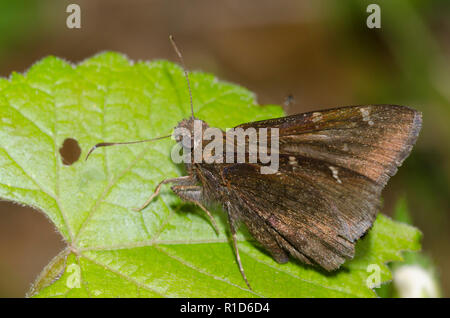 Northern Cloudywing, Cecropterus pylades, maschio Foto Stock