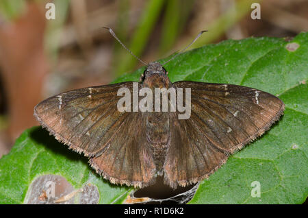 Northern Cloudywing, Cecropterus pylades, maschio Foto Stock