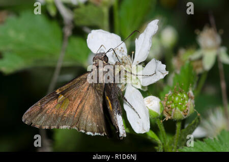 Hoary Edge, Cecropterus lyciades, on blackberry, Rubus sp., Blossom Foto Stock