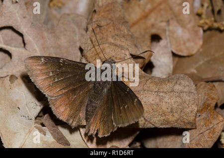 Northern Cloudywing, Cecropterus pylades, maschio Foto Stock