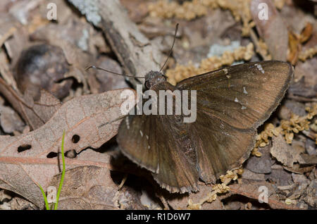 Northern Cloudywing, Cecropterus pylades, maschio Foto Stock