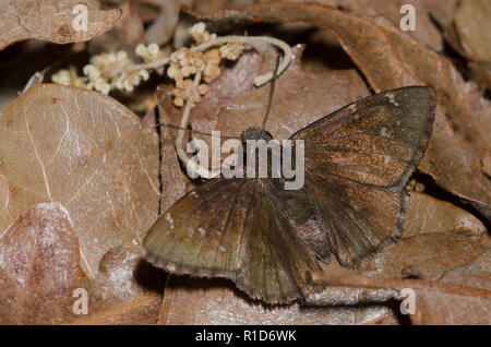 Northern Cloudywing, Cecropterus pylades, maschio Foto Stock