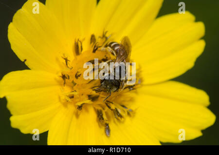 Il sudore Bee, Halictus ligatus, su tickseed, Coreopsis sp. Foto Stock