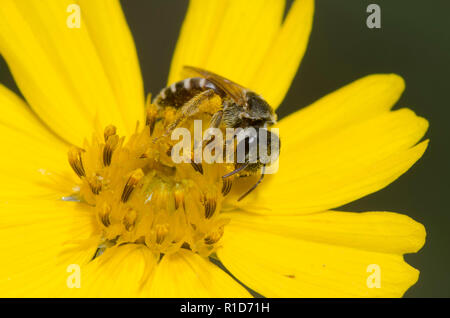 Il sudore Bee, Halictus ligatus, su tickseed, Coreopsis sp. Foto Stock