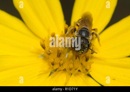 Il sudore Bee, Halictus ligatus, su tickseed, Coreopsis sp. Foto Stock