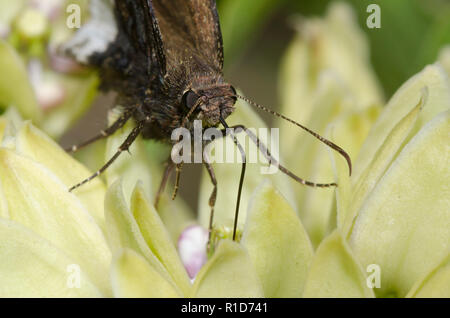 Hoary Edge, Cecropterus lyciades, sull'erba del latte verde, Asclepias viridis Foto Stock