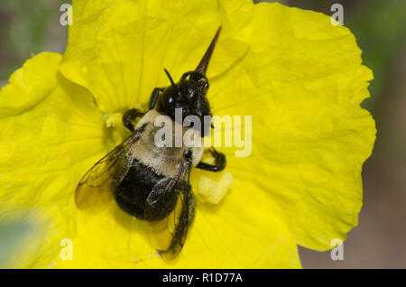 Digger Bee, Anthophora brutta, sulla sera gialla Primrose, Calylophus serrulatus Foto Stock