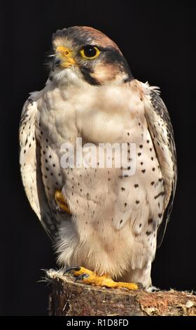 Lanner Falcon (Falco biarmicus) su sfondo nero Foto Stock