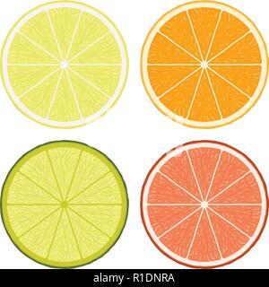 Vettore di calce, limone, pompelmo e fettine di arancia isolati su sfondo bianco. Frutta tropicali simboli, alimenti biologici Illustrazione Vettoriale