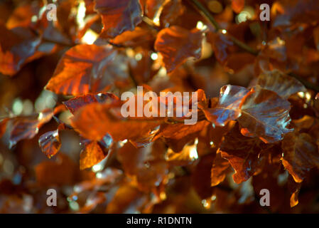 Beech hedge in cappotto invernale Foto Stock