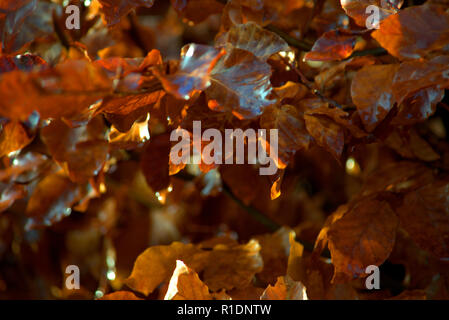 Beech hedge in cappotto invernale Foto Stock