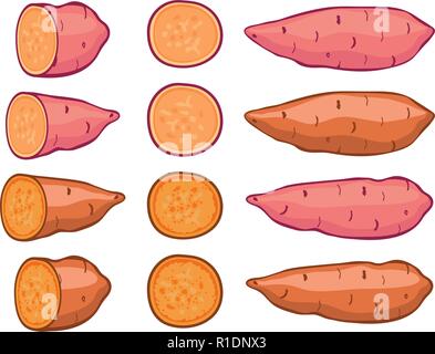 Vettore di patate dolci insieme isolato su sfondo bianco crudo batatas fette di patate. sano cibo organico, vegetali agricoltura. Illustrazione Vettoriale