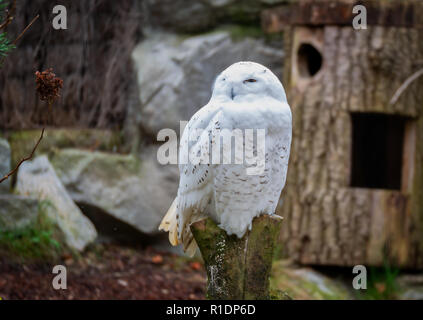 Chiudere l immagine di un bianco della neve il gufo seduto su un tronco Foto Stock