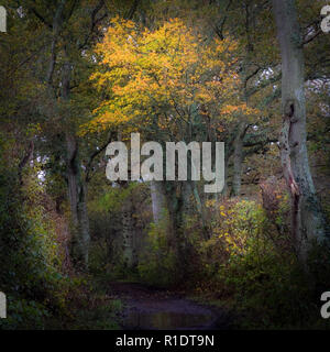 "Alcune persone a piedi sotto la pioggia, altri appena ottenere bagnato' - alberi incandescente attraverso la pioggia in un bosco umido a piedi in autunno Foto Stock