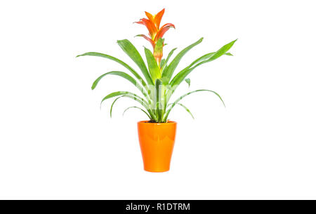 Blooming orange bromeliad fiore con foglie verdi in arancione elegante pot closeup isolati su sfondo bianco Foto Stock