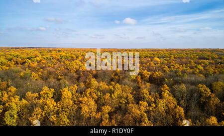 Vista aerea di una foresta di autunno al tramonto. Un paesaggio fantastico con alberi con rosso e arancio foglie in un giorno
