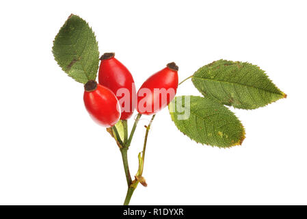 Rosa canina e lascia isolata contro bianco Foto Stock