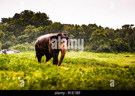 Elefanti in Kaudulla National Park, Sri Lanka Foto Stock