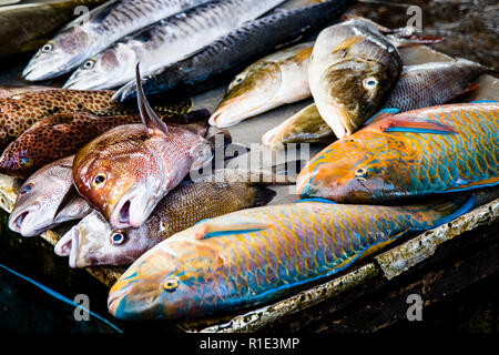 Mercato del pesce nello Sri Lanka. Pesca e produzione di pesce salato punto caldo dello Sri Lanka Foto Stock