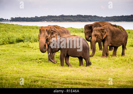 Elefanti in Kaudulla National Park, Sri Lanka Foto Stock