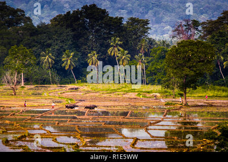 Risaia in Sri Lanka Foto Stock