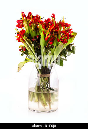 Vaso di vetro di morti e morenti tulip fiori su sfondo bianco Foto Stock