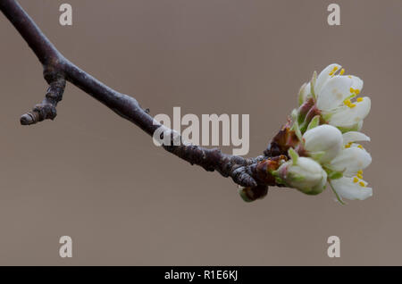 Wild prugna, Prunus sp., fiorisce Foto Stock