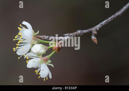 Wild prugna, Prunus sp., fiorisce Foto Stock