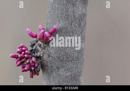 Redbud orientale, Cercis canadensis, fioritura Foto Stock