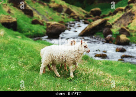 La Icelandic Sheep. Viste fantastiche Cascate del parco nazionale Foto Stock