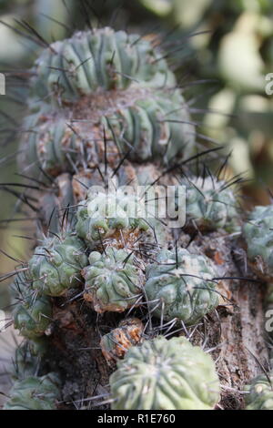 echinocereus stoloniferous deserto succulente pianta cactus che cresce nel giardino del deserto. Foto Stock