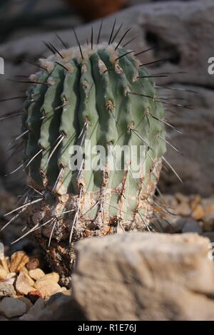 echinocereus stoloniferous deserto succulente pianta cactus che cresce nel giardino del deserto. Foto Stock