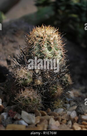 echinocereus stoloniferous deserto succulente pianta cactus che cresce nel giardino del deserto. Foto Stock