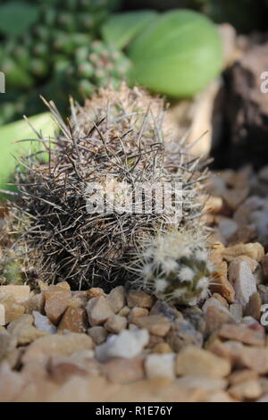 echinocereus stoloniferous deserto succulente pianta cactus che cresce nel giardino del deserto. Foto Stock