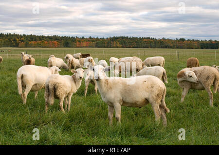 Belle pecore in un campo durante la stagione autunnale Foto Stock