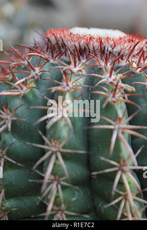 I Turchi testa Cactus che cresce nel giardino del deserto. Foto Stock