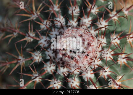 I cactus della testa dei Turchi che crescono nel giardino del deserto. Foto Stock