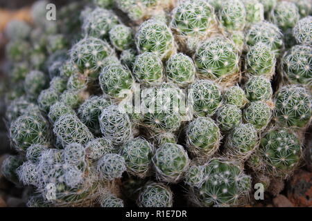 Mammillaria fragilis, Thimble Cactus, un cactus che forma un grumo che cresce nel prato soleggiato. Foto Stock