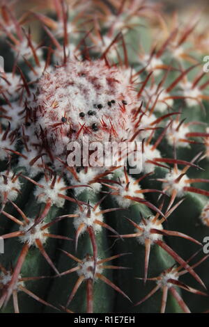 echinocereus stoloniferous deserto succulente pianta di cactus che cresce nel prato soleggiato. Foto Stock