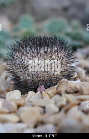 echinocereus stoloniferous deserto succulente pianta cactus che cresce nel giardino del deserto. Foto Stock